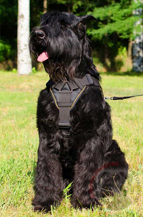 Nylon Harness with Soft Chest Plate for Riesenschnauzer Comfortable Walking