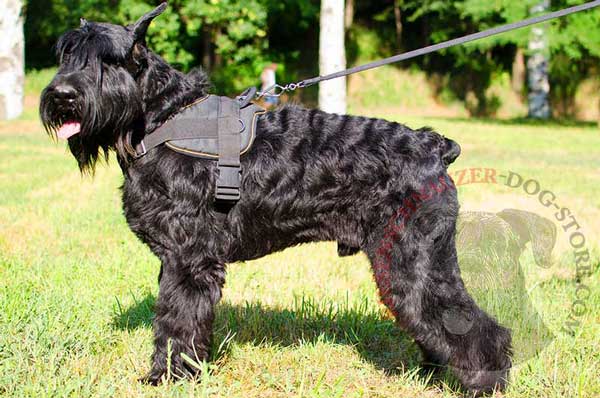 Nylon Harness for Riesenschnauzer with Easy in Use Quick Release Buckle