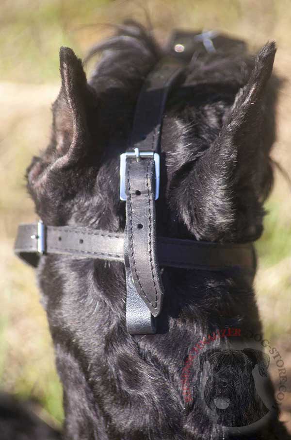 Non-Stretching Straps and Solid Nickle Buckles of Riesenschnauzer Painted Muzzle