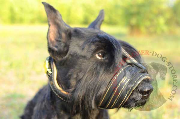 Leather Muzzle for Riesenschnauzer Anti-Barking
