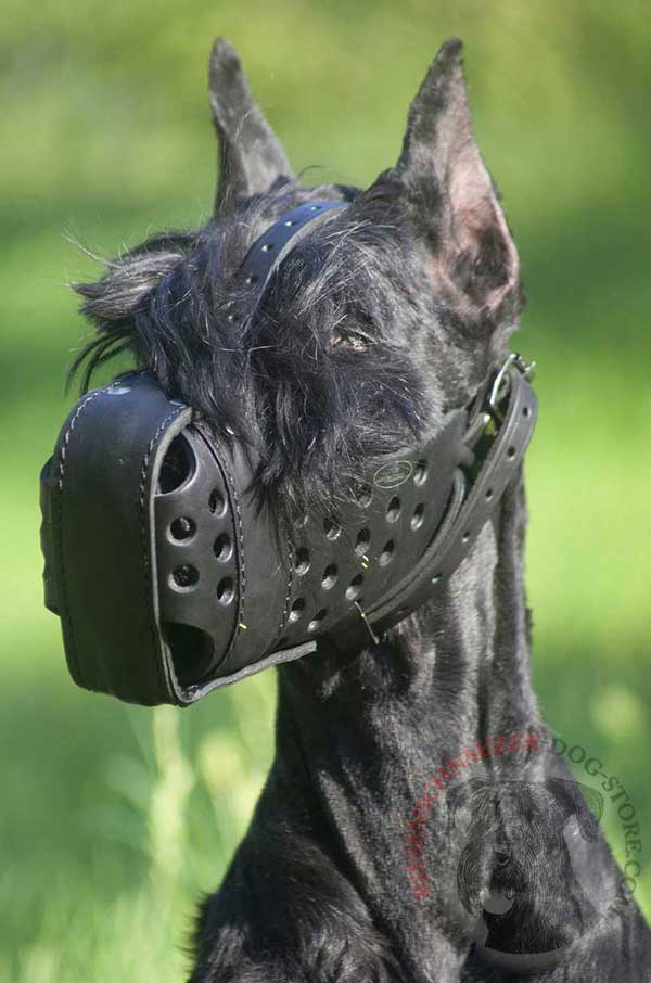Leather Muzzle for Effective Riesenschnauzer Attack Training