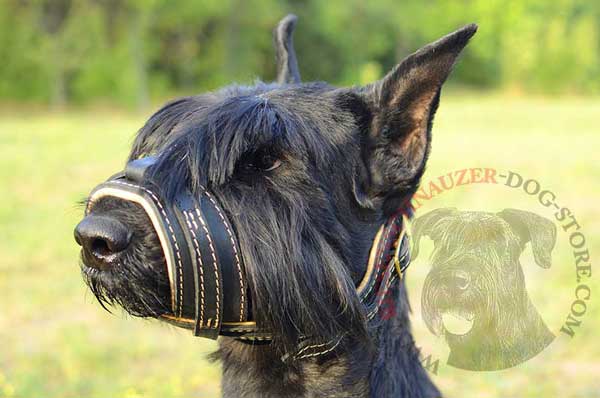 Nappa Leather Covered Riesenschnauzer Muzzle with Open Nose Shape