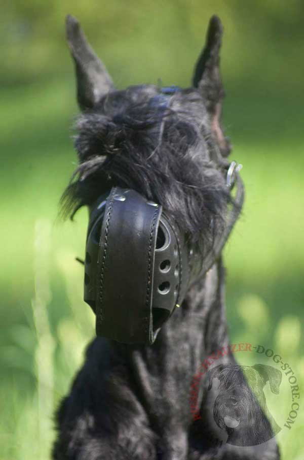 Leather Muzzle for Riesenschnauzer Free Breathing and Comfy Walking
