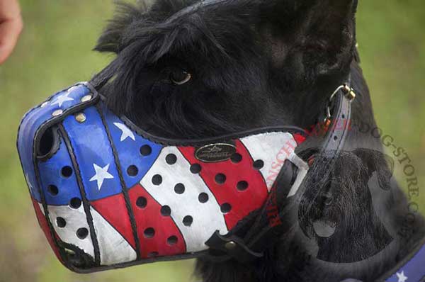 Riesenschnauzer Muzzle American Flag Painted for Successful Protection Training