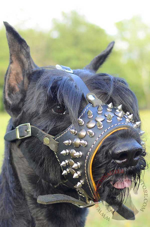 Stylish Spiked and Studded Leather Muzzle for Riesenschnauzer