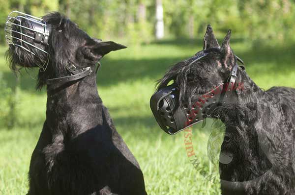 Easy Walking Leather Muzzle for Riesenschnauzer