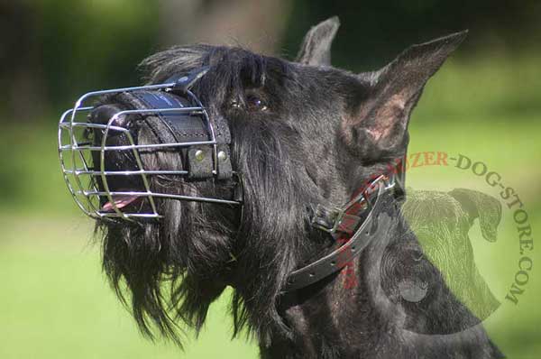 Wire Cage Muzzle for Riesenschnauzer Effective Training and Daily Walking