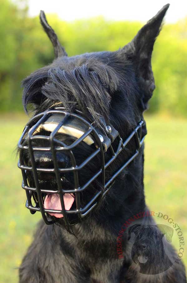 Rubber Covered Wire Cage Muzzle for Riesenschnauzer Walking in Winter