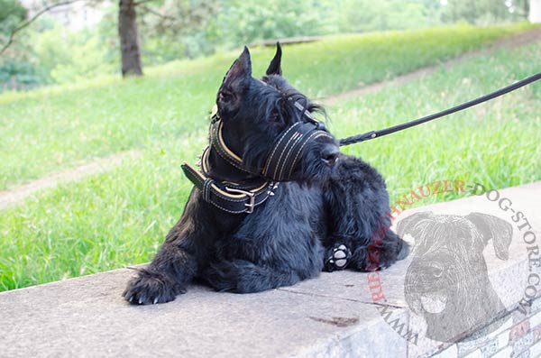 Padded leather Riesenschnauzer muzzle for regular wear