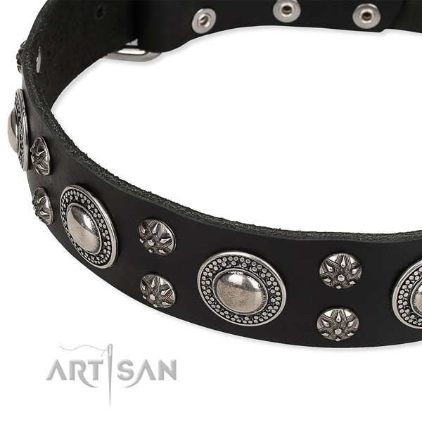 Stylish walking embellished dog collar of strong natural leather