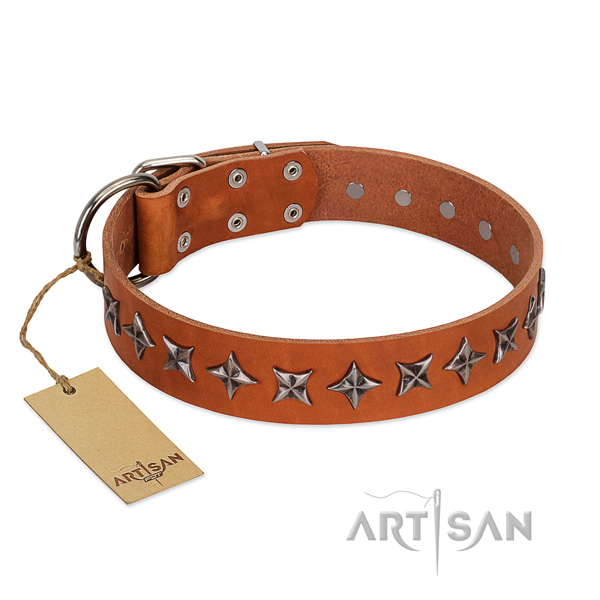 Basic training dog collar of high quality full grain natural leather with studs