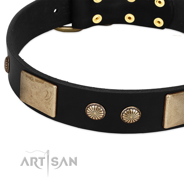 Full grain leather dog collar with adornments for stylish walking