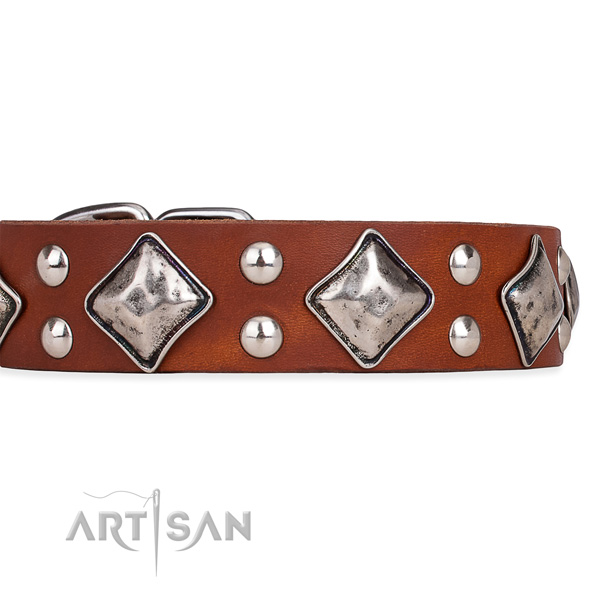 Full grain natural leather dog collar with trendy corrosion resistant embellishments
