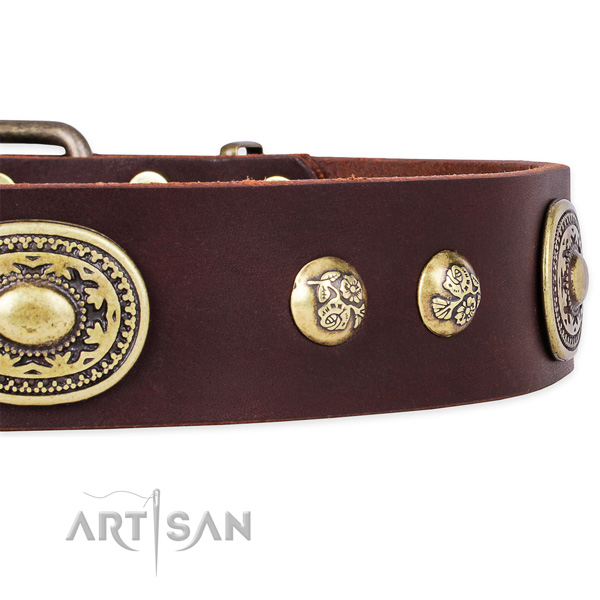 Significant natural leather collar for your impressive four-legged friend
