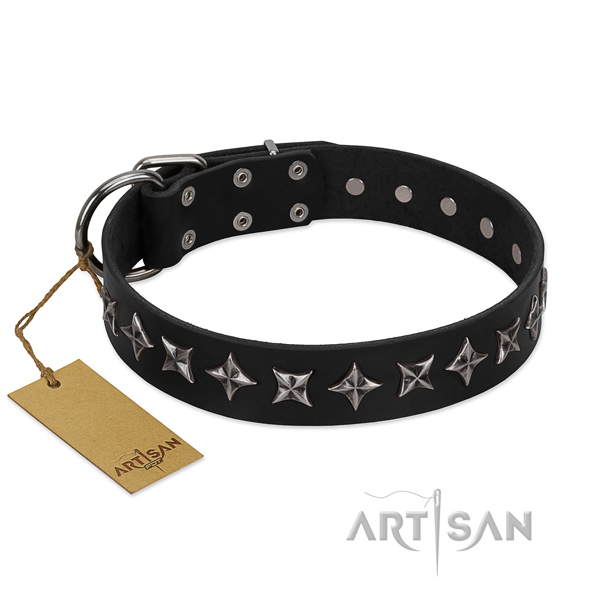 Stylish walking dog collar of finest quality full grain natural leather with adornments