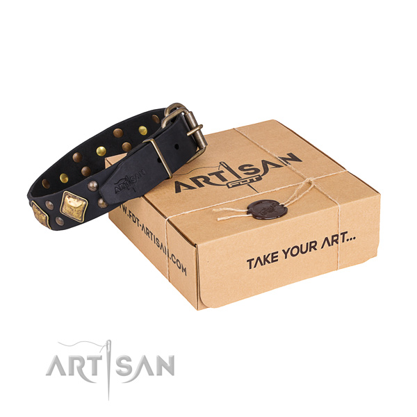 Everyday walking dog collar with Exceptional rust resistant embellishments