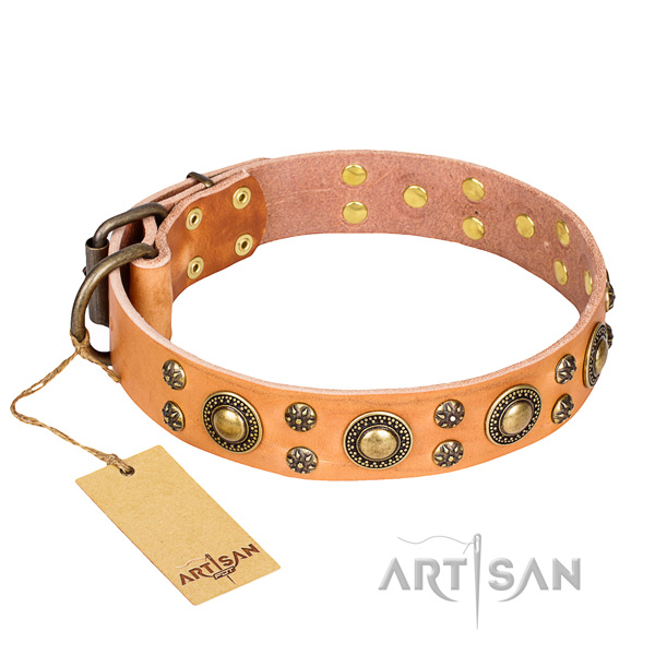 Walking dog collar of reliable full grain genuine leather with adornments
