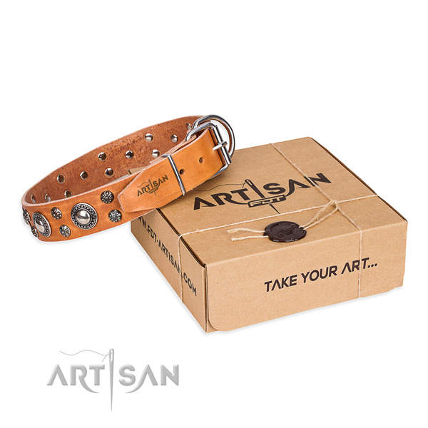 Everyday walking dog collar of quality full grain natural leather with studs