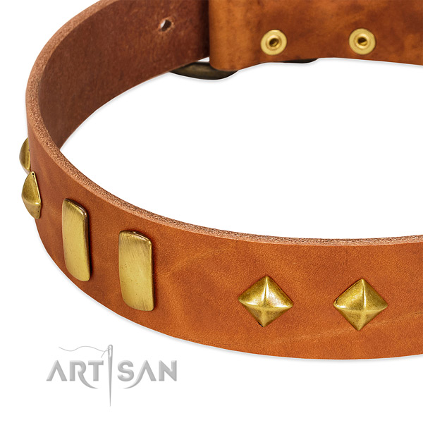 Daily use genuine leather dog collar with amazing embellishments